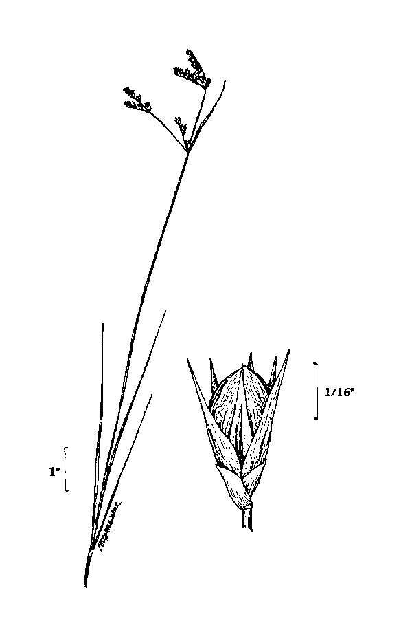 Image de Juncus secundus Beauv. ex Poir.