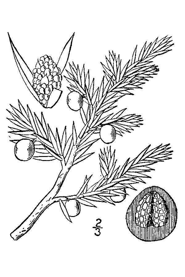 Image of common juniper