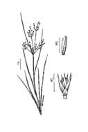 Image of Slender rush