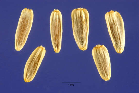Image de Achillea millefolium var. occidentalis DC.
