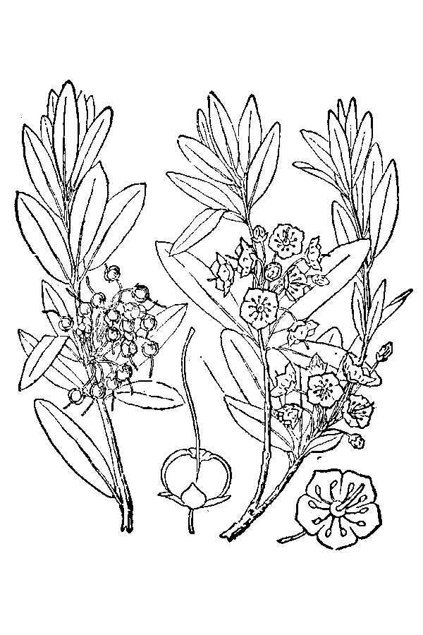 Image of sheep laurel