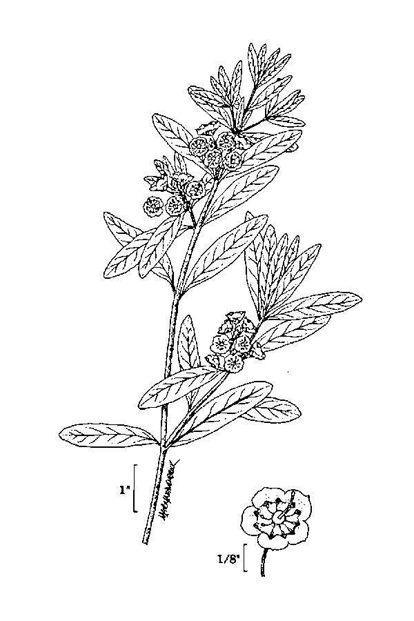 Image of sheep laurel