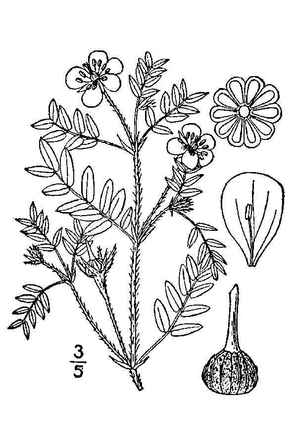 Image de Kallstroemia parviflora J. B. S. Norton