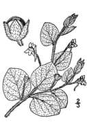 Image of blunt-leaf fluellen