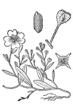 Image of narrowleaf evening primrose