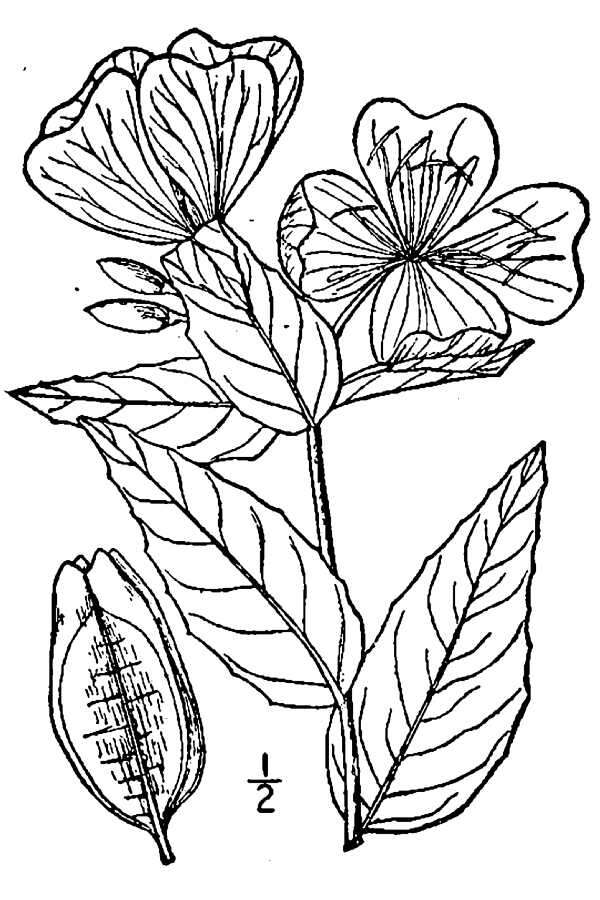 Image of narrowleaf evening primrose