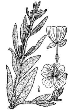 Oenothera pilosella subsp. pilosella的圖片