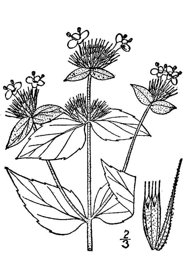 Image of Awned Mountain-Mint