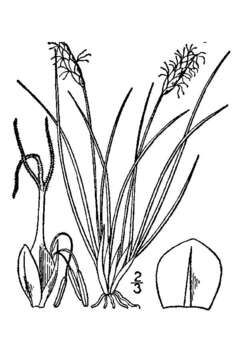 Image of Pacific Bog Sedge