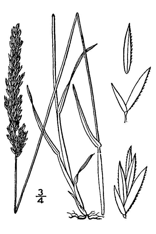 Image of June grass
