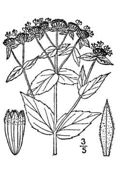 Image of Clustered Mountain-Mint