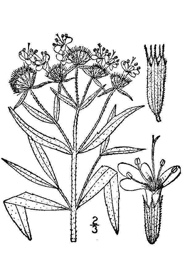 صورة Pycnanthemum verticillatum var. verticillatum