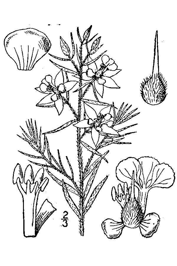 Image de Krameria lanceolata Torr.