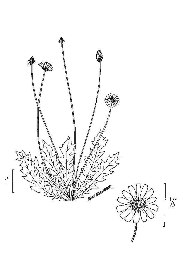 Image of Dwarf dandelion