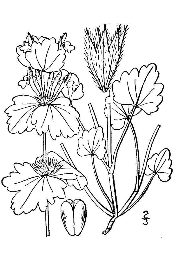 Image of common henbit