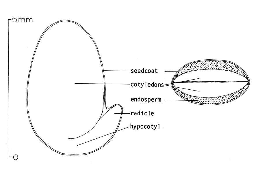 Image of Common Laburnum