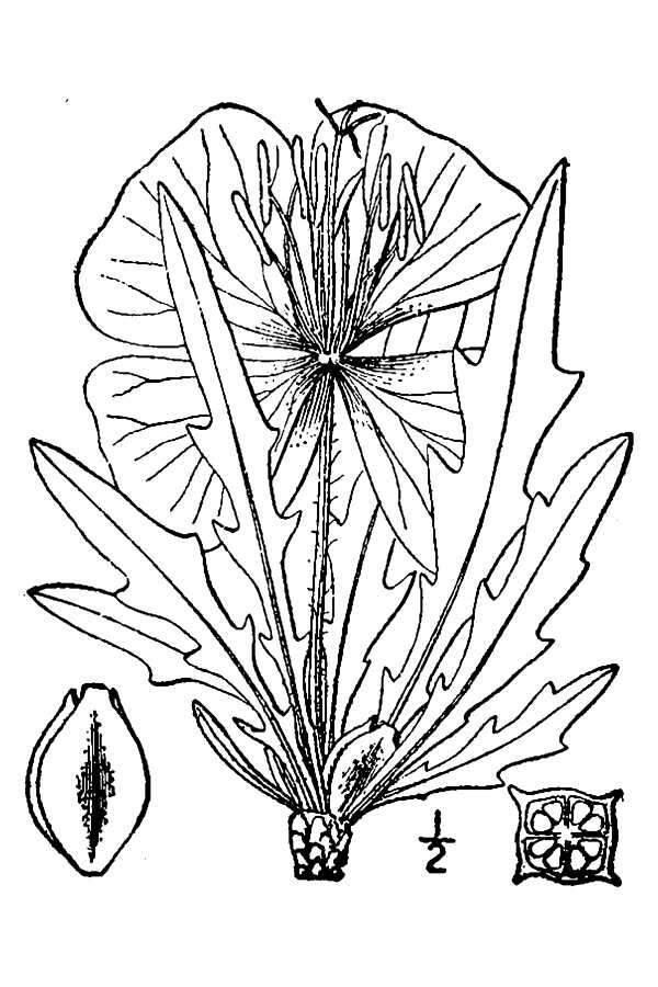 Plancia ëd Oenothera brachycarpa A. Gray