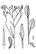 Image of nipplewort