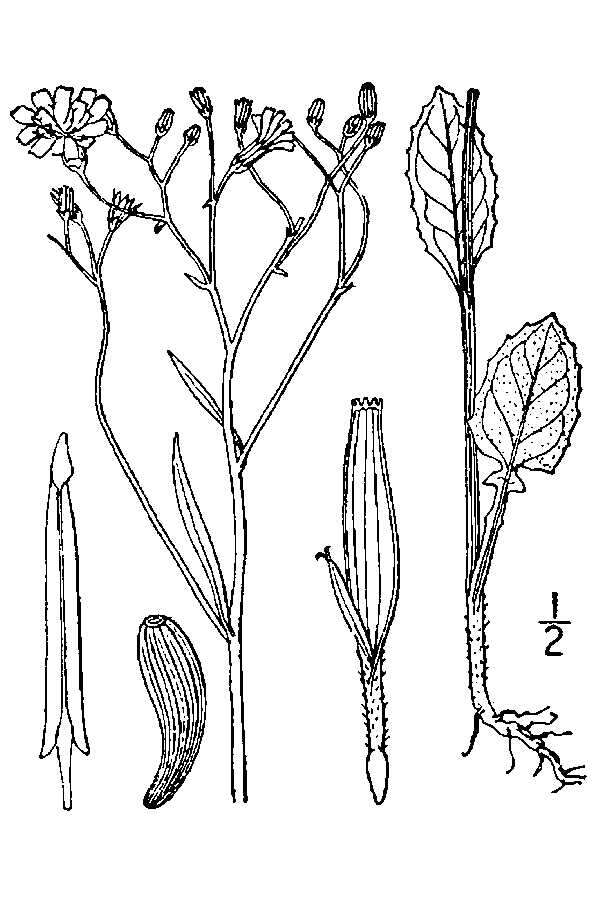 Image of nipplewort