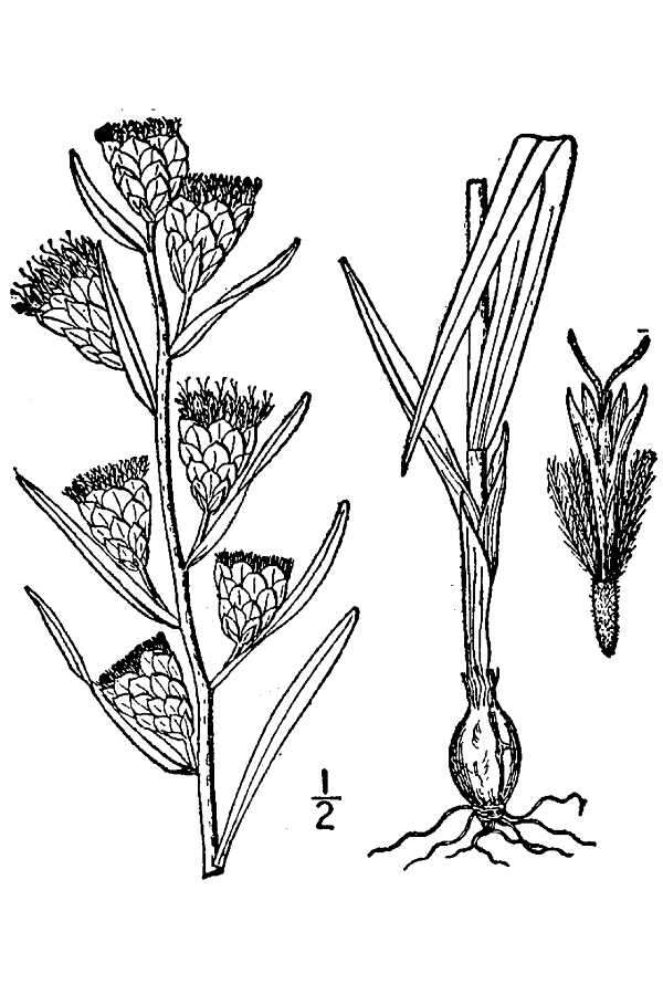 Image of Ontario blazing star