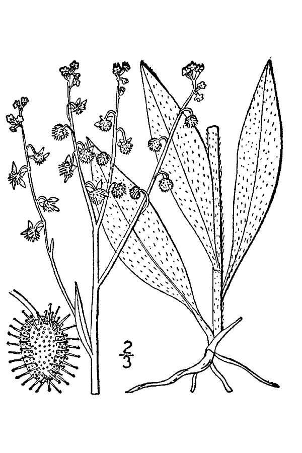 Image of American stickseed