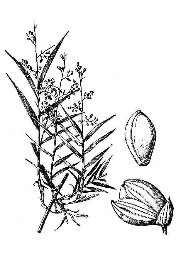 Imagem de Lasiacis divaricata (L.) Hitchc.