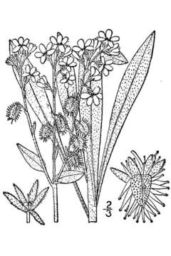 Image of manyflower stickseed