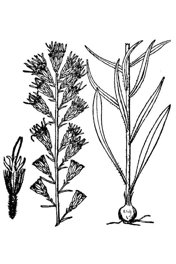 Слика од Liatris pilosa (Ait.) Willd.