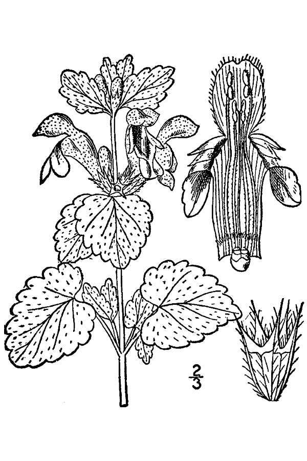 Image of spotted dead-nettle