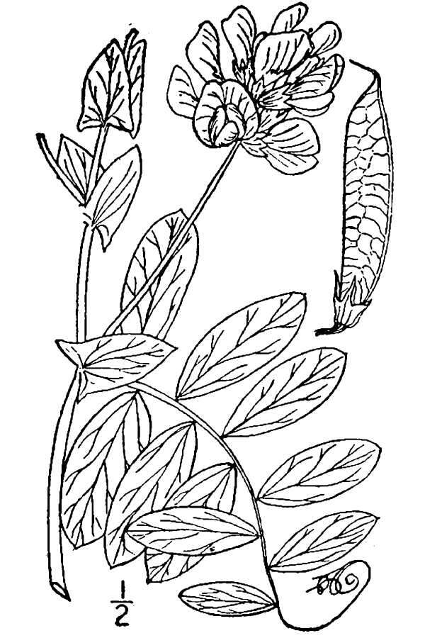 Lathyrus japonicus subsp. maritimus (L.) P. W. Ball resmi