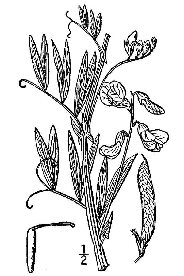 Lathyrus palustris L. resmi