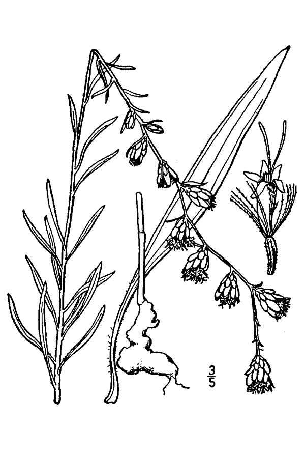 Слика од Liatris pilosa (Ait.) Willd.