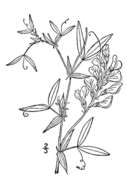 Lathyrus pratensis L. resmi