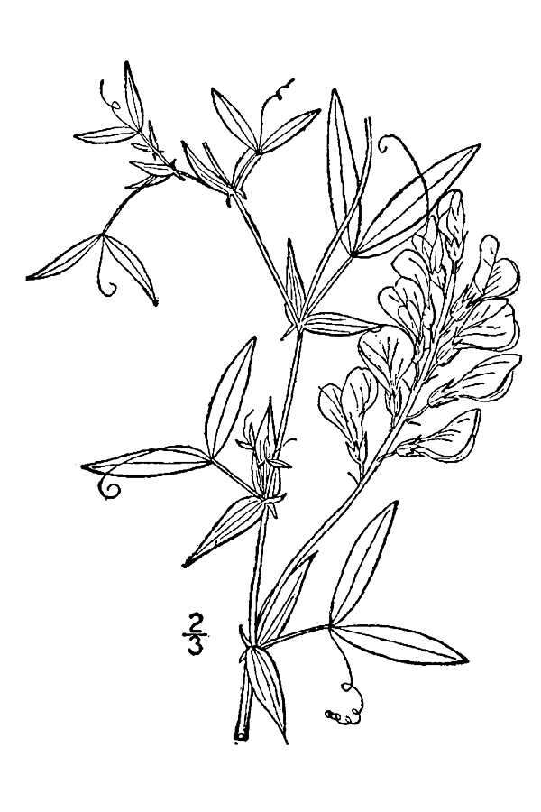 Lathyrus pratensis L. resmi