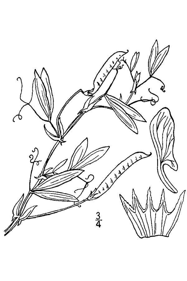 Lathyrus pusillus Elliott resmi