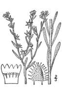 Lappula occidentalis var. cupulata (A. Gray) Higgins resmi