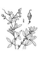 Image of lespedeza