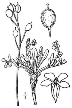 Image of arctic bladderpod