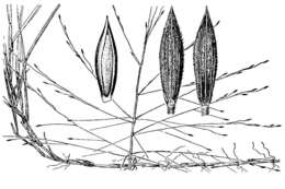Image of sand crabgrass