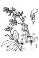 Image of lespedeza