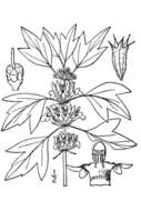 Image of common motherwort