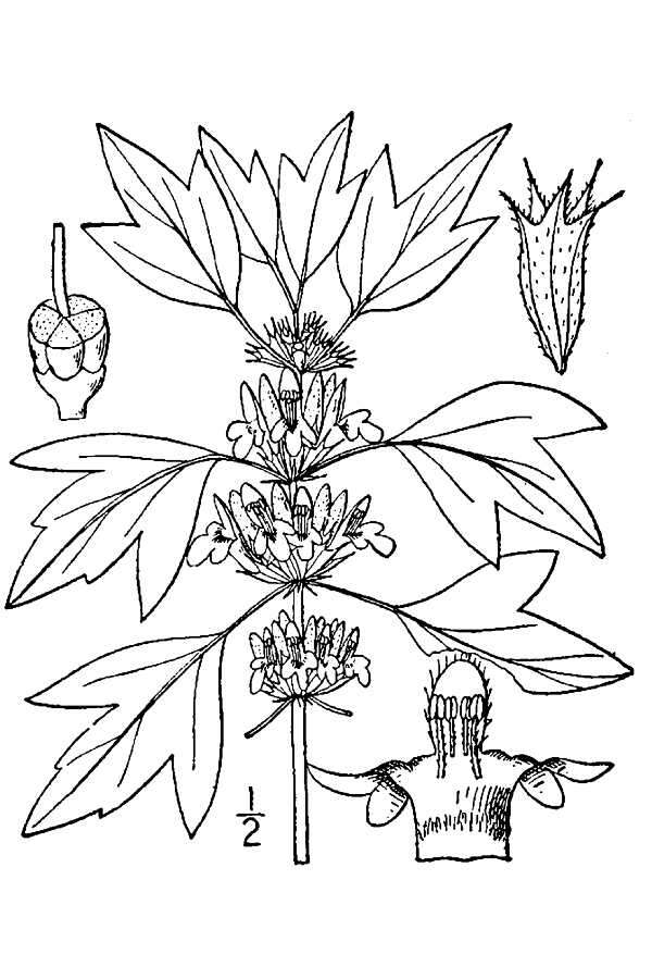 Image of common motherwort