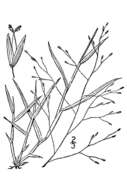 Image of fall witchgrass