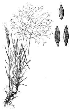 Image of fall witchgrass