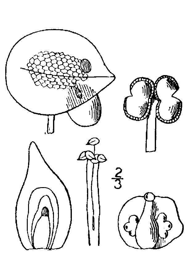 Image of valdivia duckweed