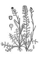 Image of common pepperweed