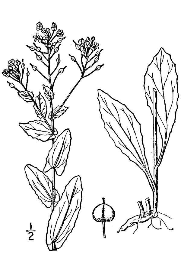 Image of hoary cress