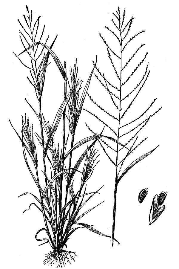 Слика од Leptochloa panicea subsp. brachiata (Steud.) N. Snow