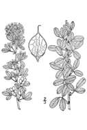 Image of shrubby lespedeza