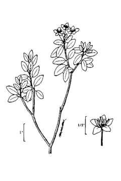 Rhododendron neoglandulosum Harmaja的圖片